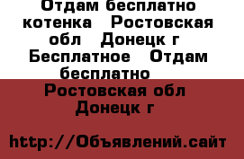 Отдам бесплатно котенка - Ростовская обл., Донецк г. Бесплатное » Отдам бесплатно   . Ростовская обл.,Донецк г.